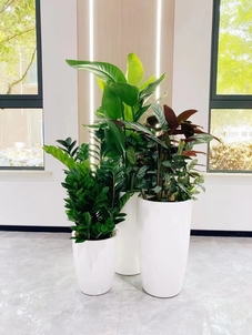 慈溪植物租赁公司